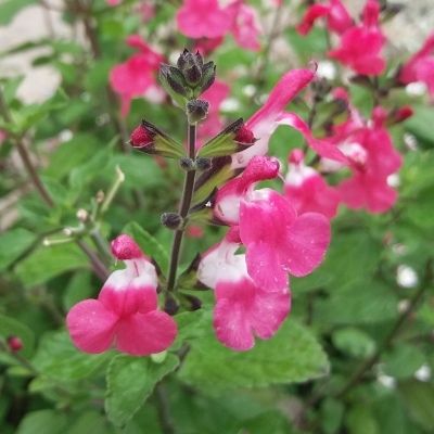 Sauge bicolore Pink Lips ® - Leaderplant