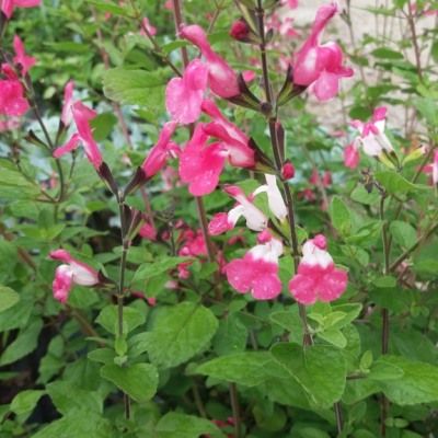 Sauge bicolore Pink Lips ® - Leaderplant