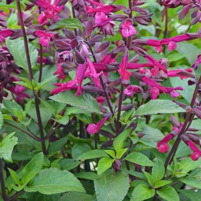 Sauge rose Love And Wishes ® - Leaderplant