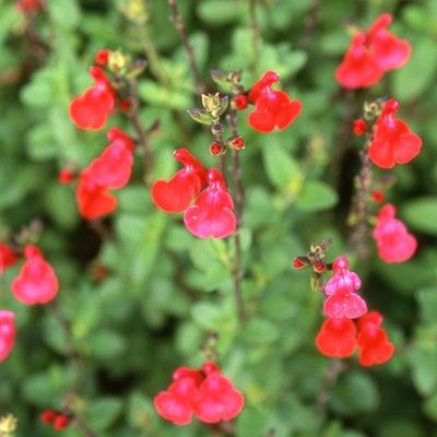 Sauge grahamii rouge - Leaderplant