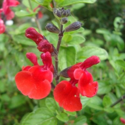 Sauge Royal Bumble - Leaderplant