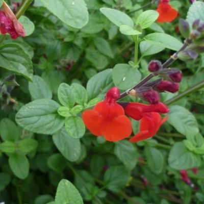 Sauge Royal Bumble - Leaderplant