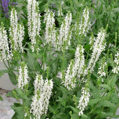 Sauge 'Schneehügel' - Leaderplant