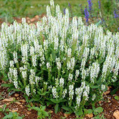 Sauge 'Schneehügel' - Leaderplant