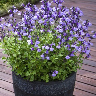Sauge So Cool Pale Blue ® - Leaderplant