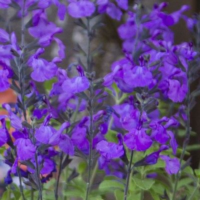 Sauge So Cool  Purple ® - Leaderplant