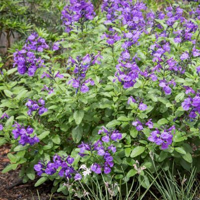 Sauge So Cool  Purple ® - Leaderplant