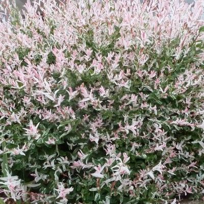 Saule crevette - Leaderplant