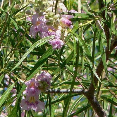 Saule du désert - Chilopsis - Leaderplant