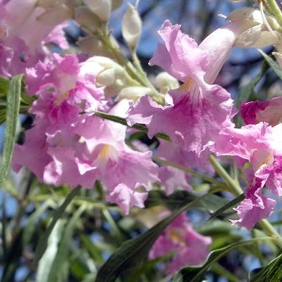 Saule du désert - Chilopsis - Leaderplant