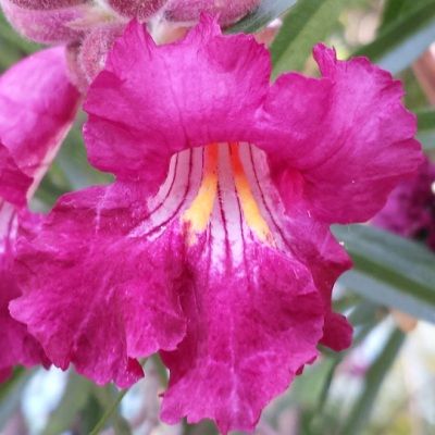 Saule du désert - Chilopsis - Leaderplant