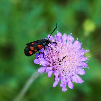 Scabieuse Butterfly Blue - Leaderplant