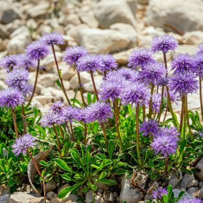 Scabieuse Butterfly Blue - Leaderplant
