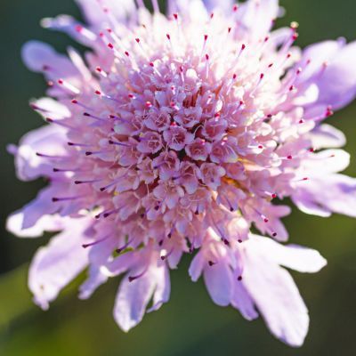 Scabieuse Pincushion Pink - Leaderplant