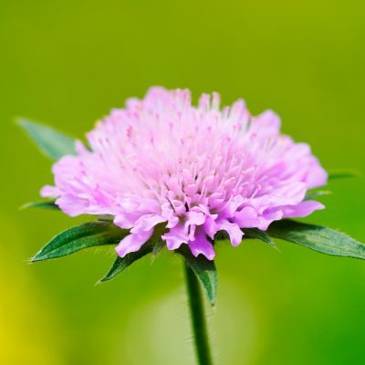 Scabieuse Pincushion Pink - Leaderplant