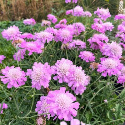 Scabieuse Pink Mist - Leaderplant