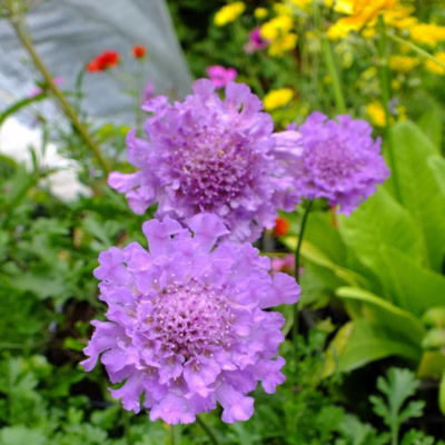 Scabieuse Vivid Violet - Leaderplant