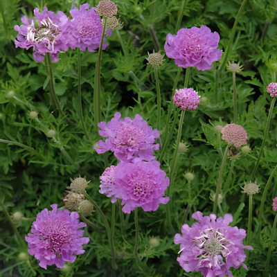 Scabieuse Vivid Violet - Leaderplant