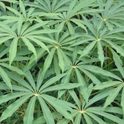 Schefflera Taiwaniana/Schefflera de Taiwan - Leaderplant