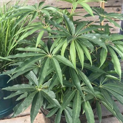 Schefflera Taiwaniana/Schefflera de Taiwan - Leaderplant