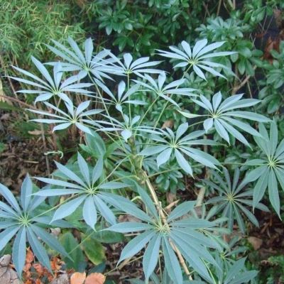 Schefflera Taiwaniana/Schefflera de Taiwan - Leaderplant