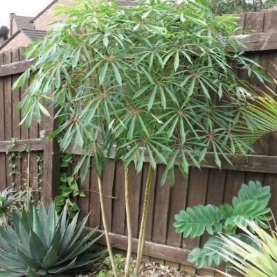 Schefflera Taiwaniana/Schefflera de Taiwan - Leaderplant
