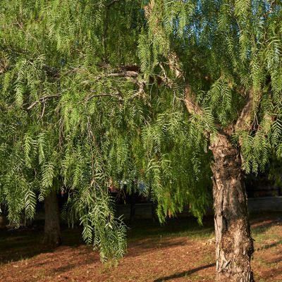 Faux Poivrier - Leaderplant