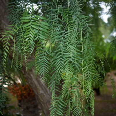 Faux Poivrier - Leaderplant