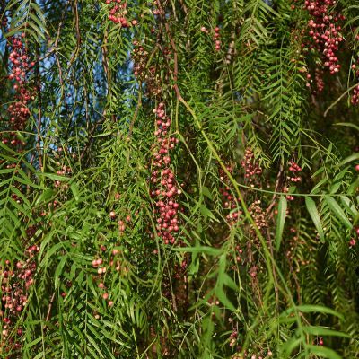 Faux Poivrier - Leaderplant