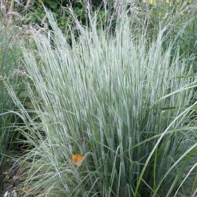 Graminée Schizachyrium Ha Ha Tonka ® - Herbe à Balais - Leaderplant