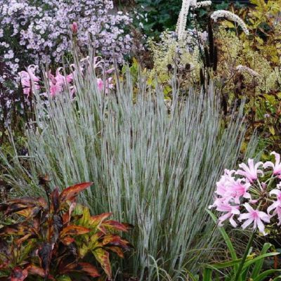 Graminée Schizachyrium Ha Ha Tonka ® - Herbe à Balais - Leaderplant