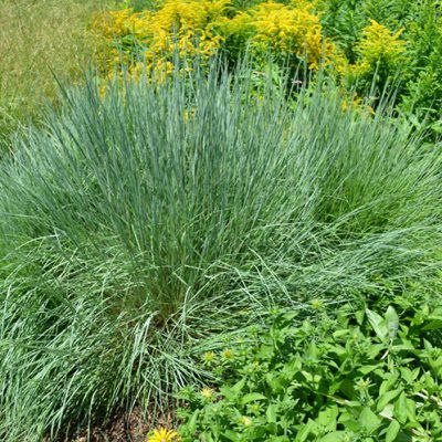 Graminée Schizachyrium Prairie Blue - Leaderplant