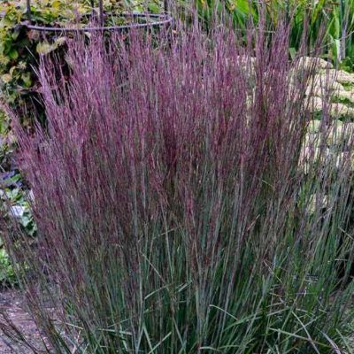 Graminée Schizachyrium Prairie Blue - Leaderplant