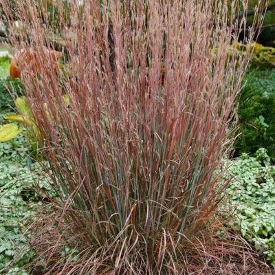 Graminée Schizachyrium Standing Ovation ® - Leaderplant