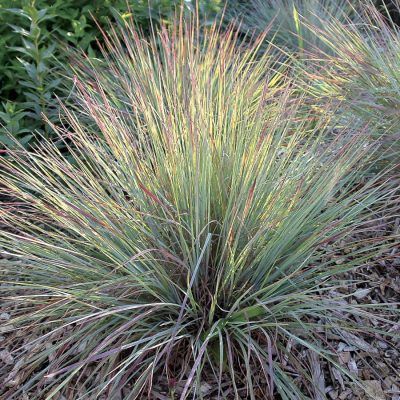 Graminée Schizachyrium Standing Ovation ® - Leaderplant