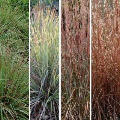 Graminée Schizachyrium Standing Ovation ® - Leaderplant