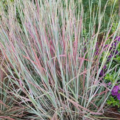 Graminée Schizachyrium Standing Ovation ® - Leaderplant