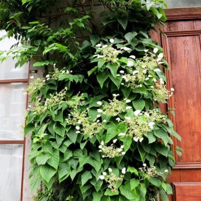 Schizophragma Brookside  - Leaderplant