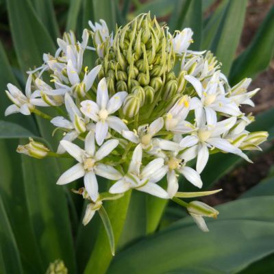 Scille du Pérou blanche  - Leaderplant