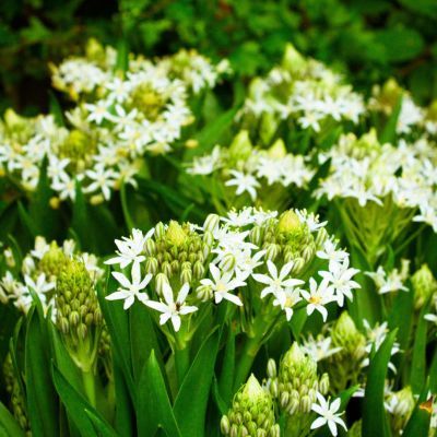 Scille du Pérou blanche  - Leaderplant