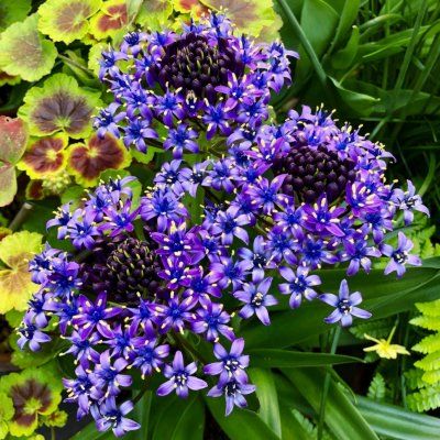 La scille géante du Pérou/ Scilla Peruviana - Leaderplant