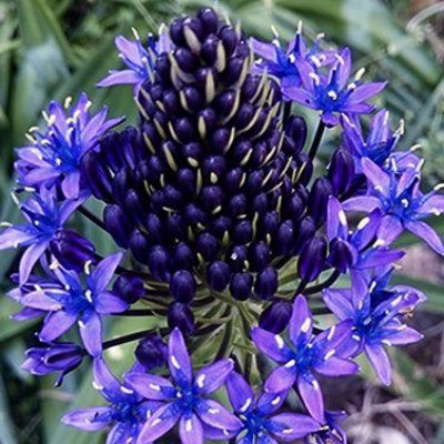 La scille géante du Pérou/ Scilla Peruviana - Leaderplant