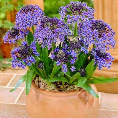 La scille géante du Pérou/ Scilla Peruviana - Leaderplant