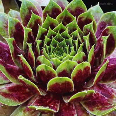 Sempervivum Emerald Explosion Chick Charms Giant - Joubarbe - Leaderplant