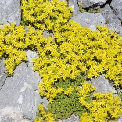Sedum âcre - Leaderplant