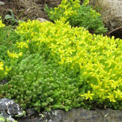Sedum âcre - Leaderplant