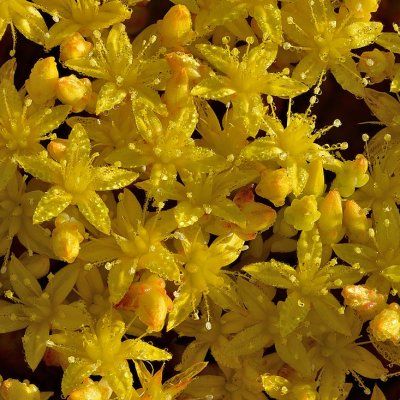 Sedum âcre - Leaderplant