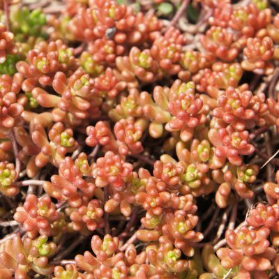 Sedum Coral Carpet - Leaderplant