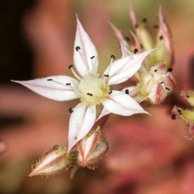 Sedum Coral Carpet - Leaderplant