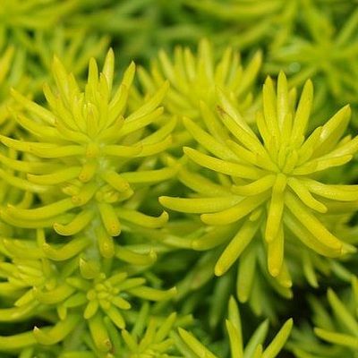 Sedum - Orpin Angelina TeaCup - Leaderplant